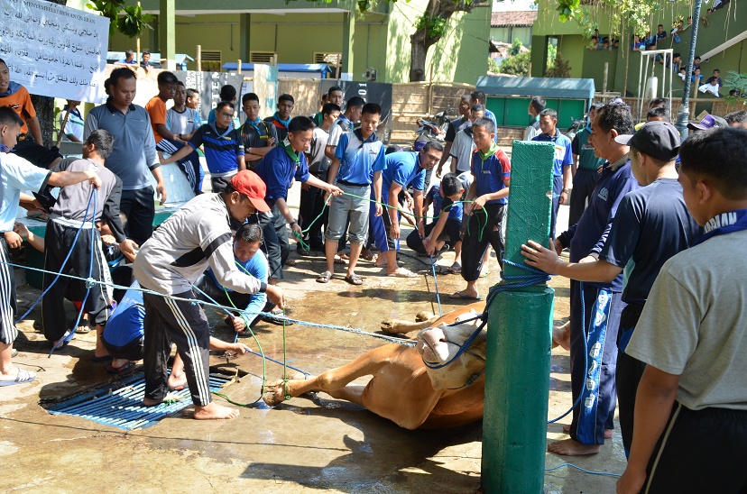 Tahun Ini Gontor Berkurban 211 Sapi Dan 318 Kambing Gontor