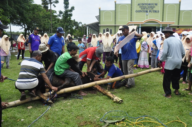 Gontor Putri Kampus 3 Sembelih 38 Hewan Kurban